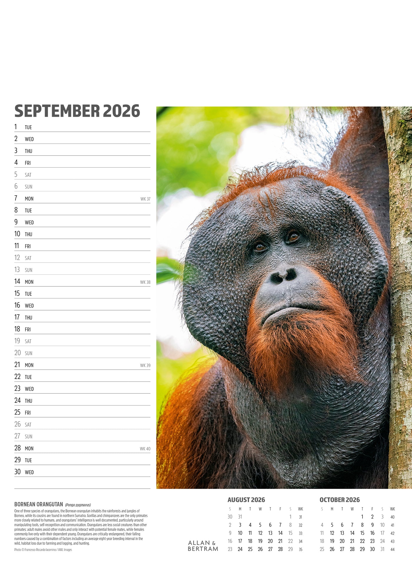 Face to Face Junior Wall Calendar
