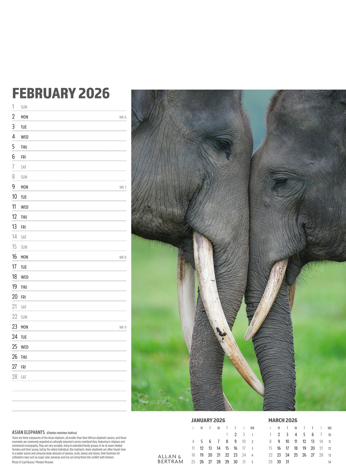 Face to Face Junior Wall Calendar