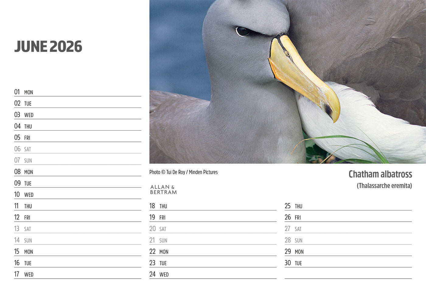 Face to Face Midi Desk Calendar