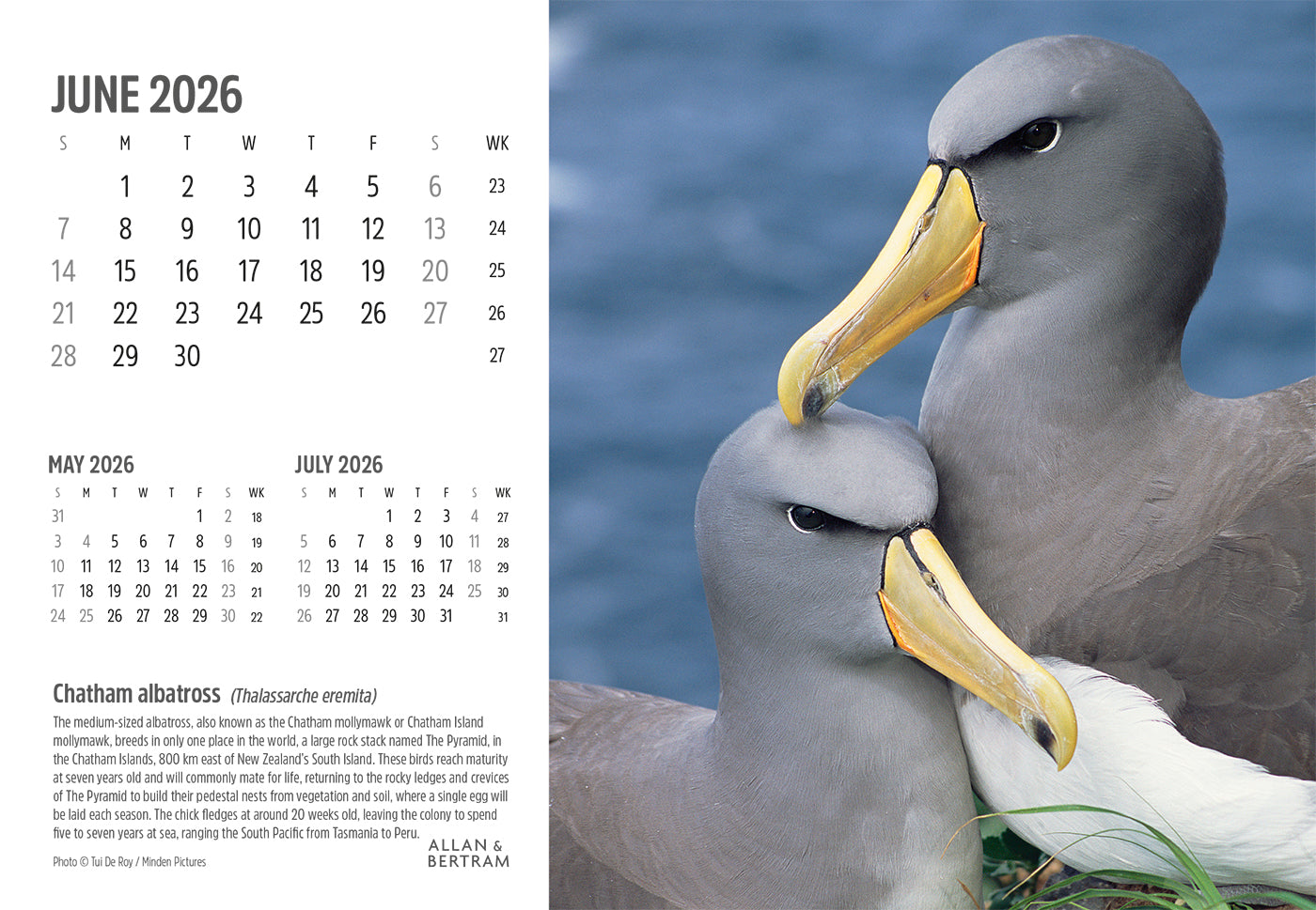 Face to Face Midi Desk Calendar