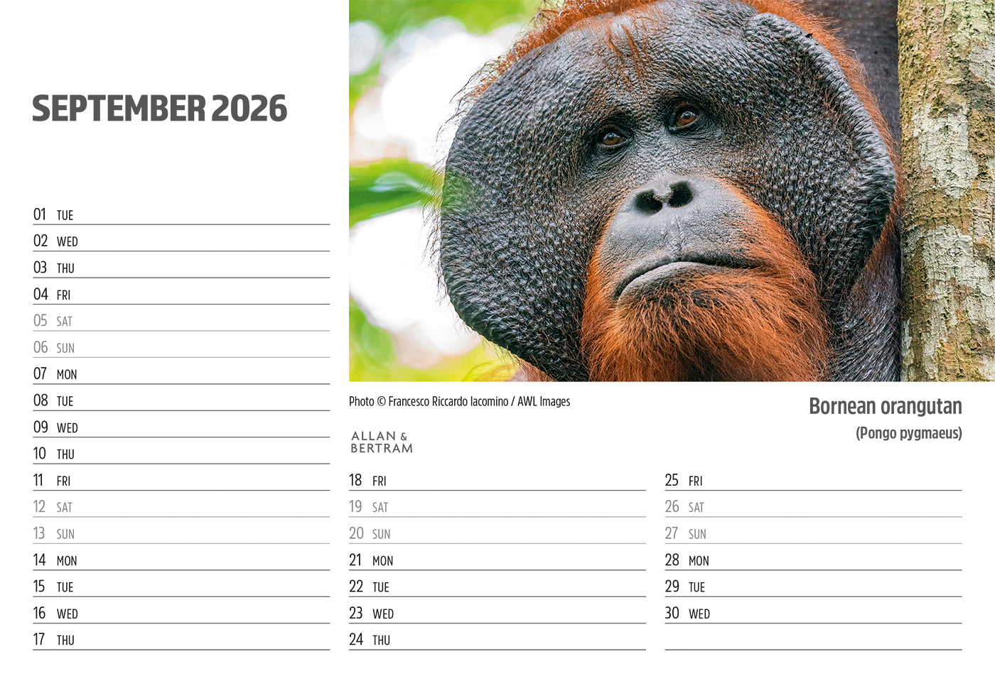 Face to Face Midi Desk Calendar