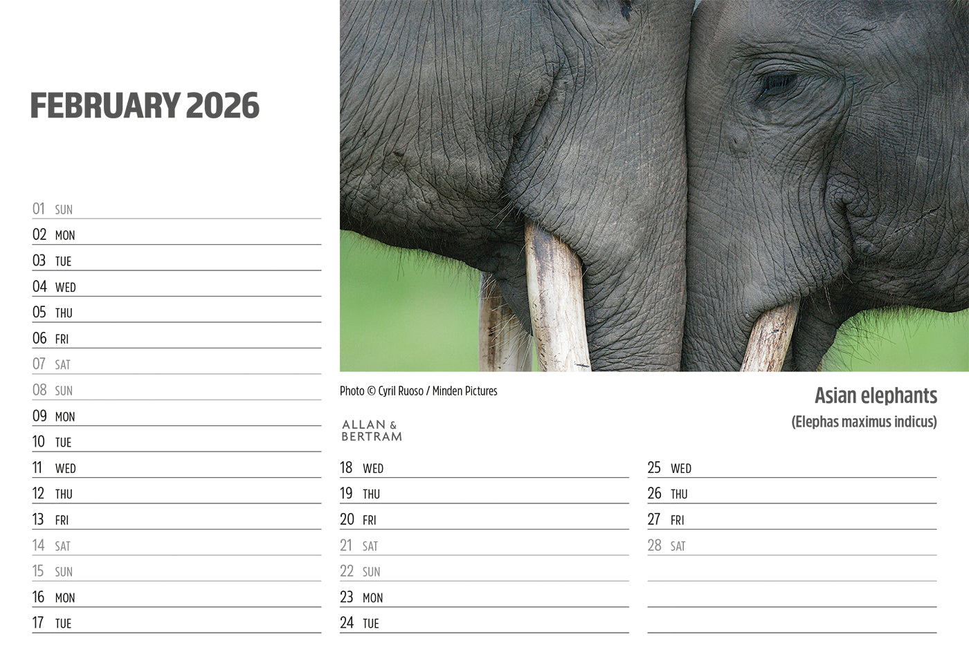 Face to Face Midi Desk Calendar