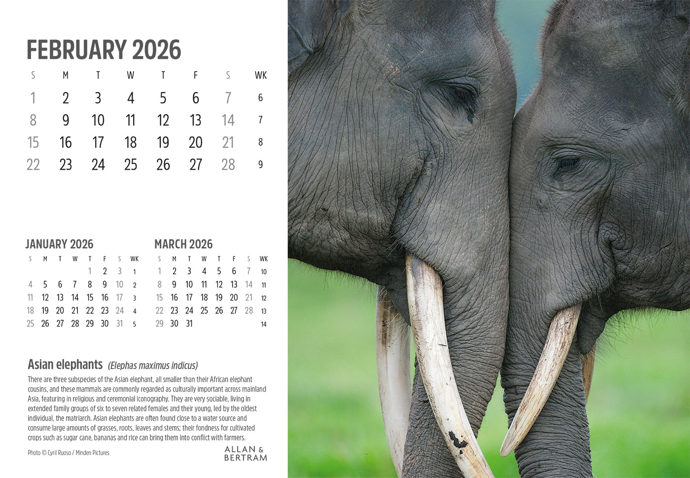 Face to Face Midi Desk Calendar