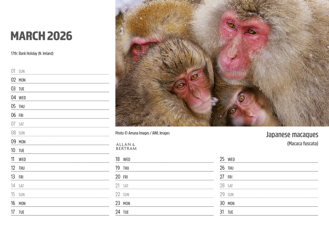 Face to Face Midi Desk Calendar