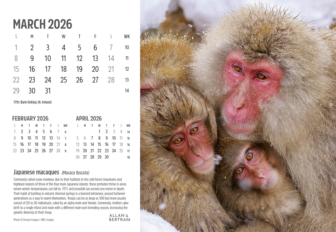 Face to Face Midi Desk Calendar