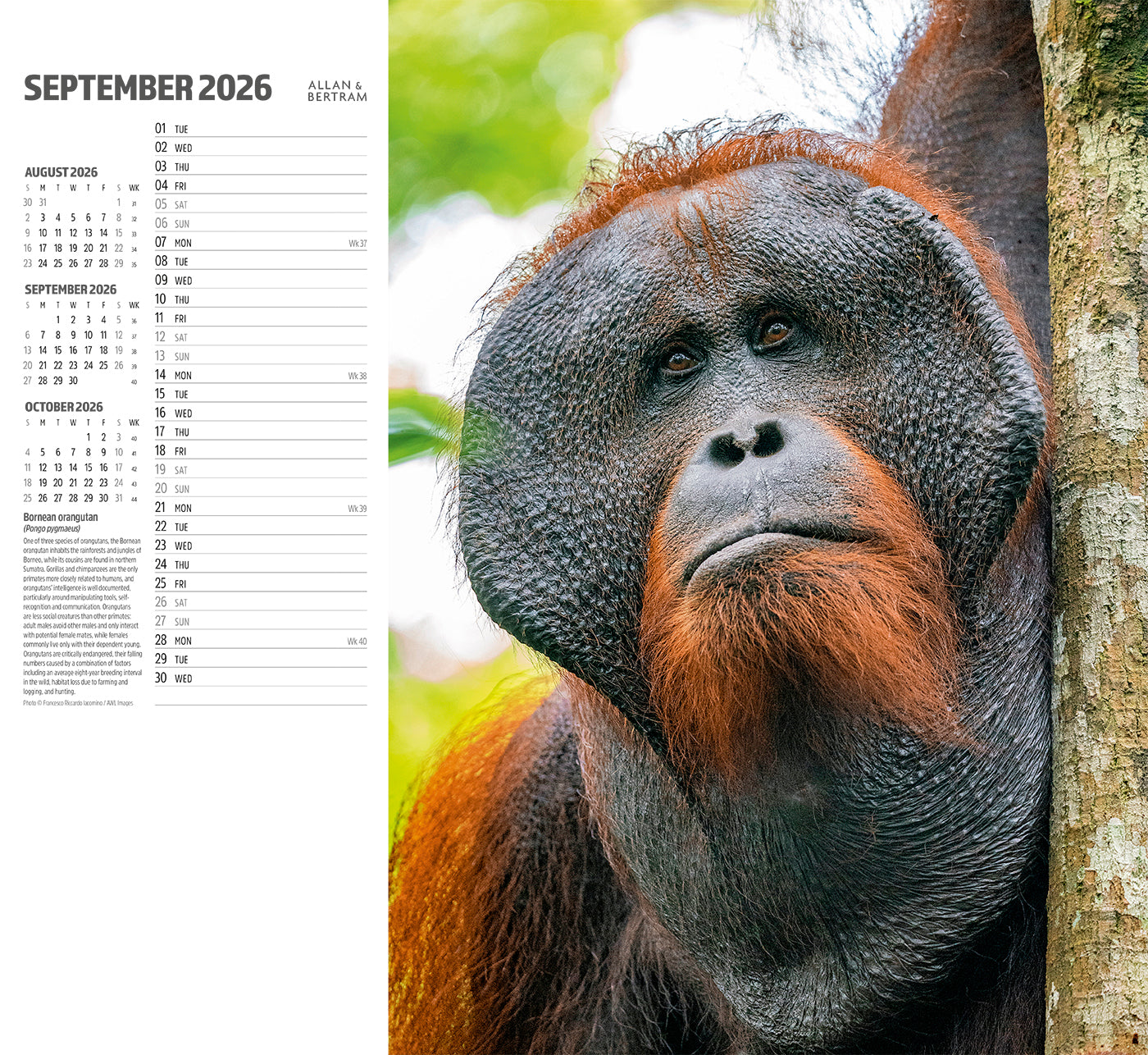 Face to Face Wall Calendar