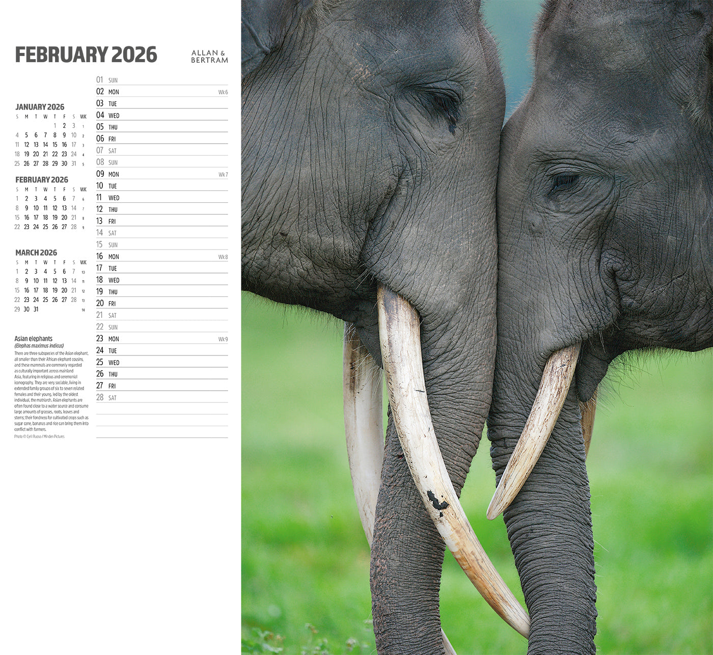 Face to Face Wall Calendar