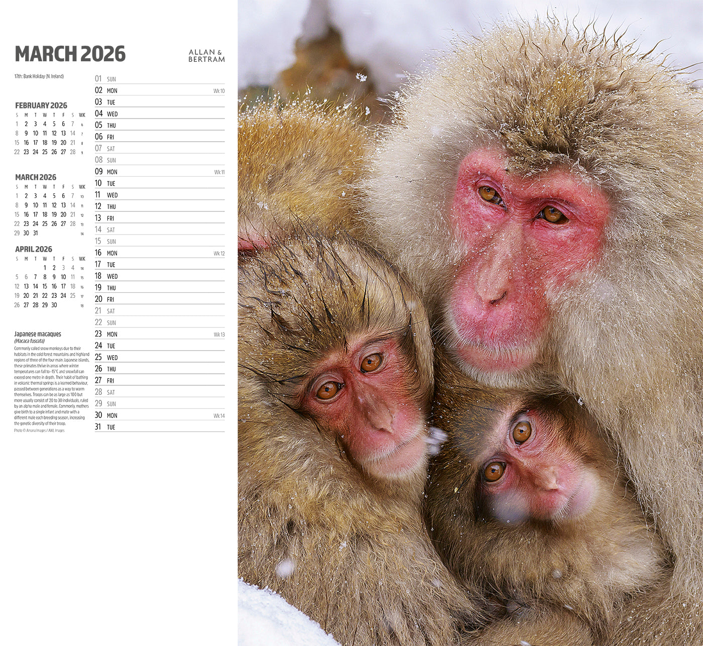 Face to Face Wall Calendar