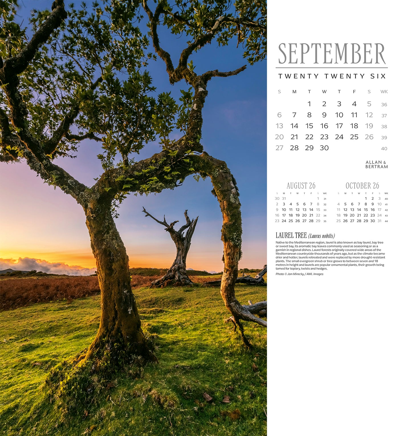 Trees Wall Calendar