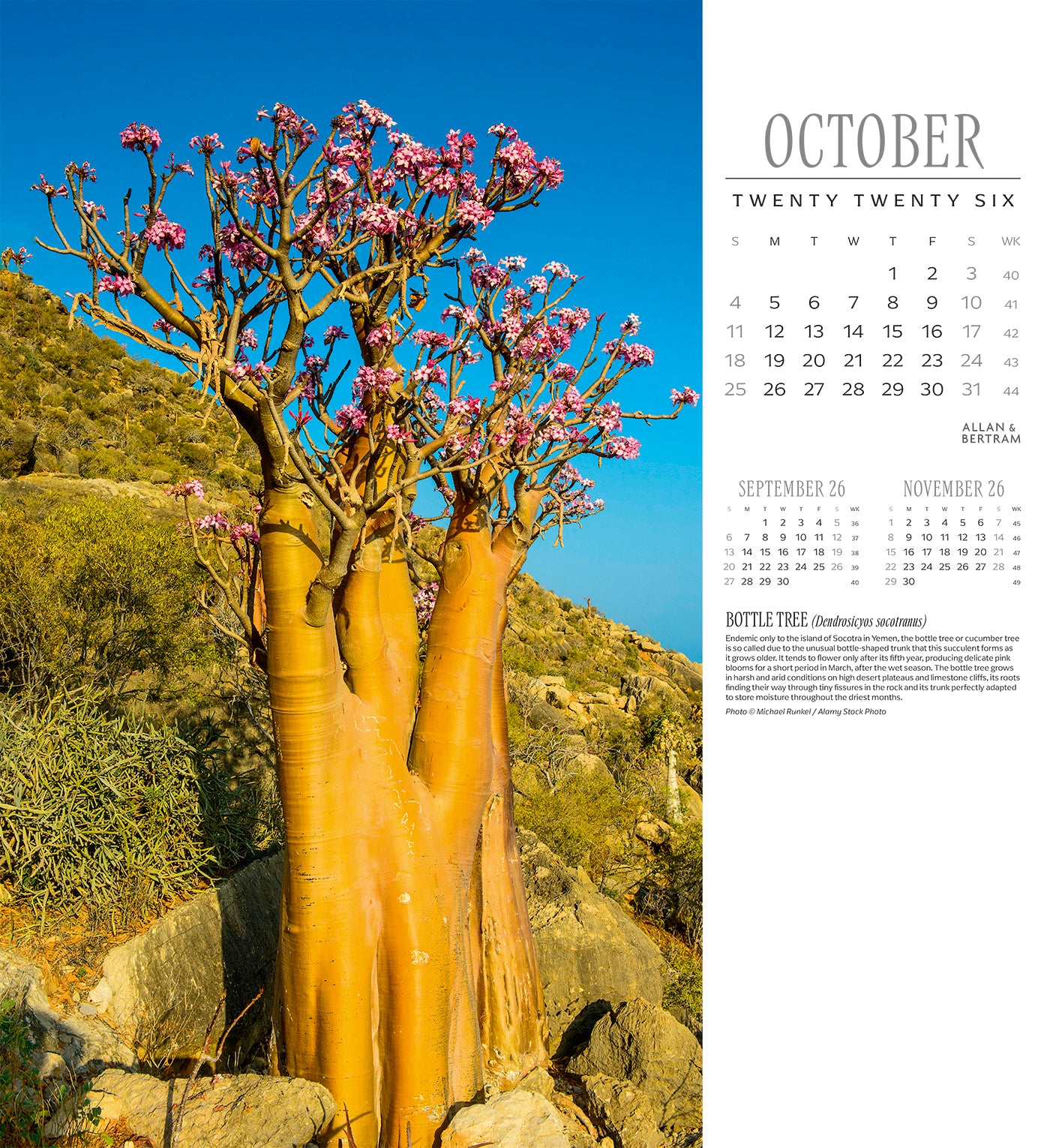 Trees Wall Calendar