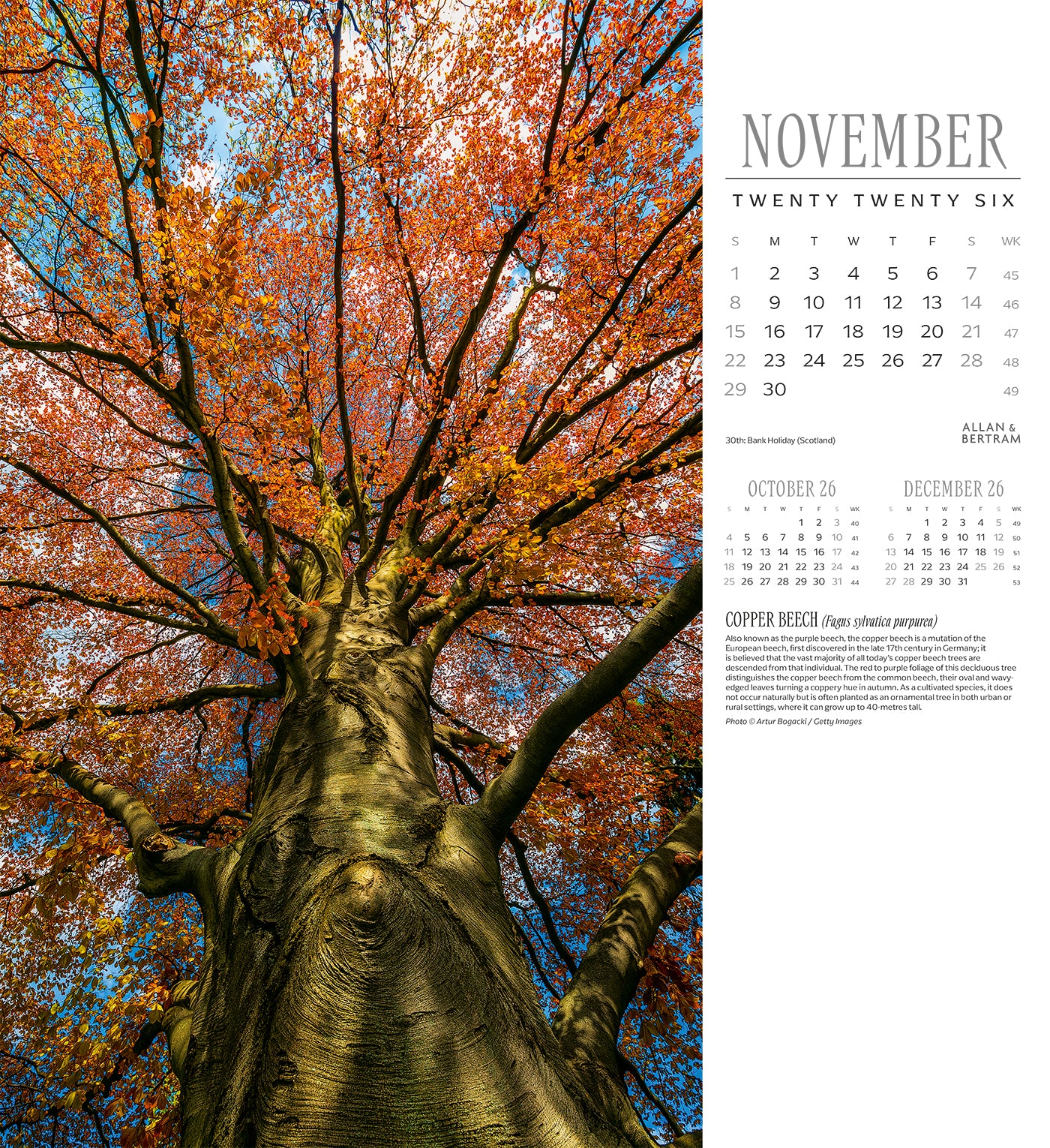 Trees Wall Calendar