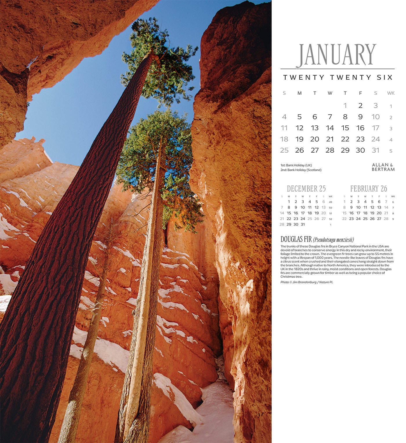 Trees Wall Calendar