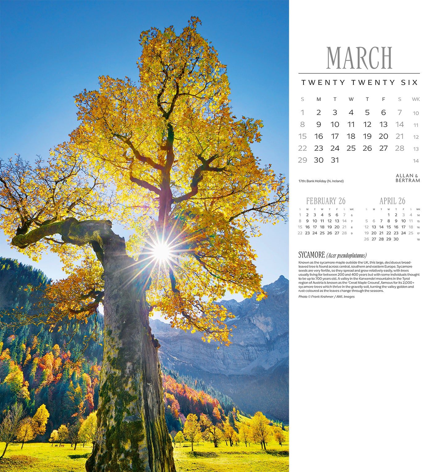 Trees Wall Calendar