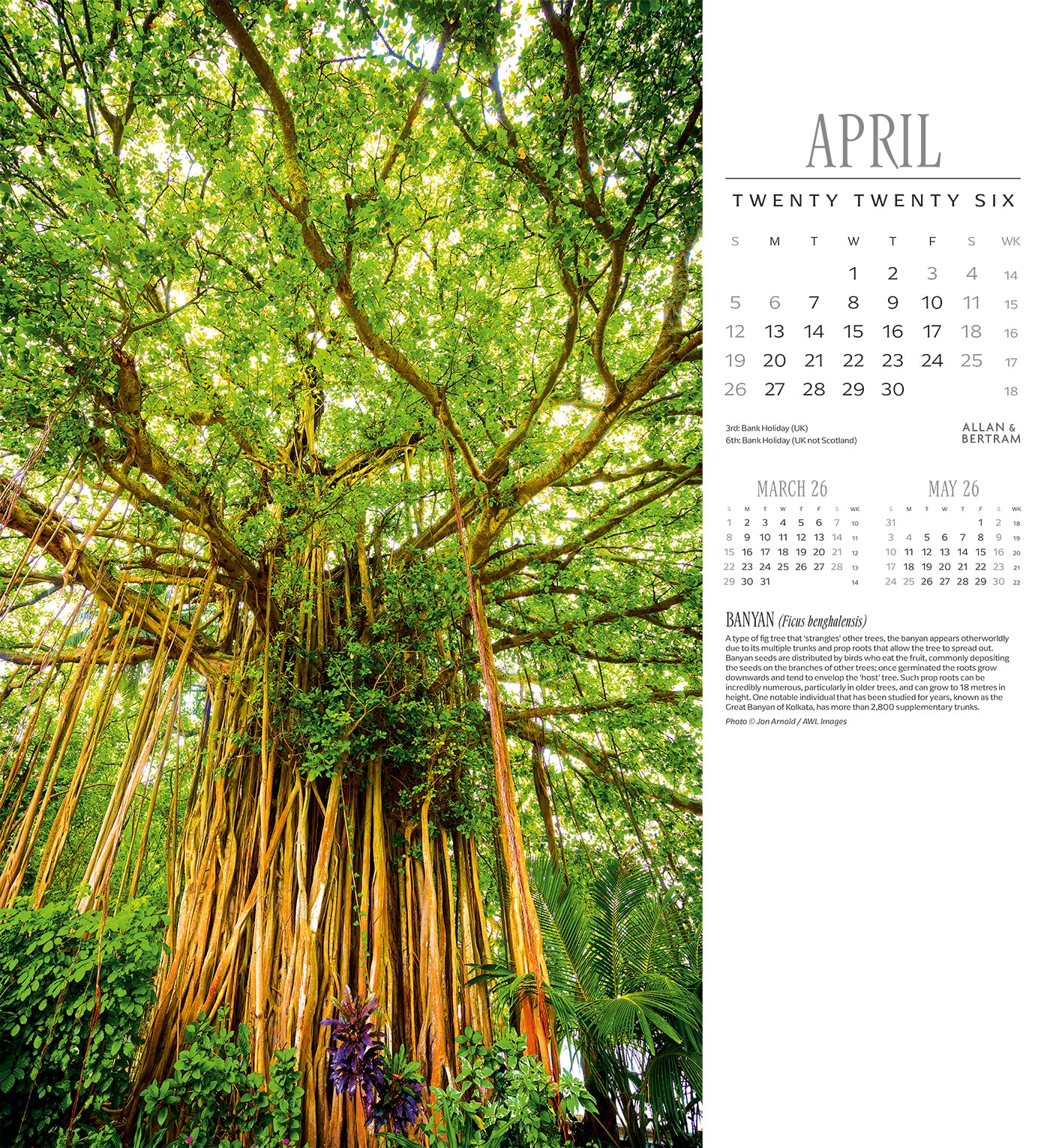 Trees Wall Calendar