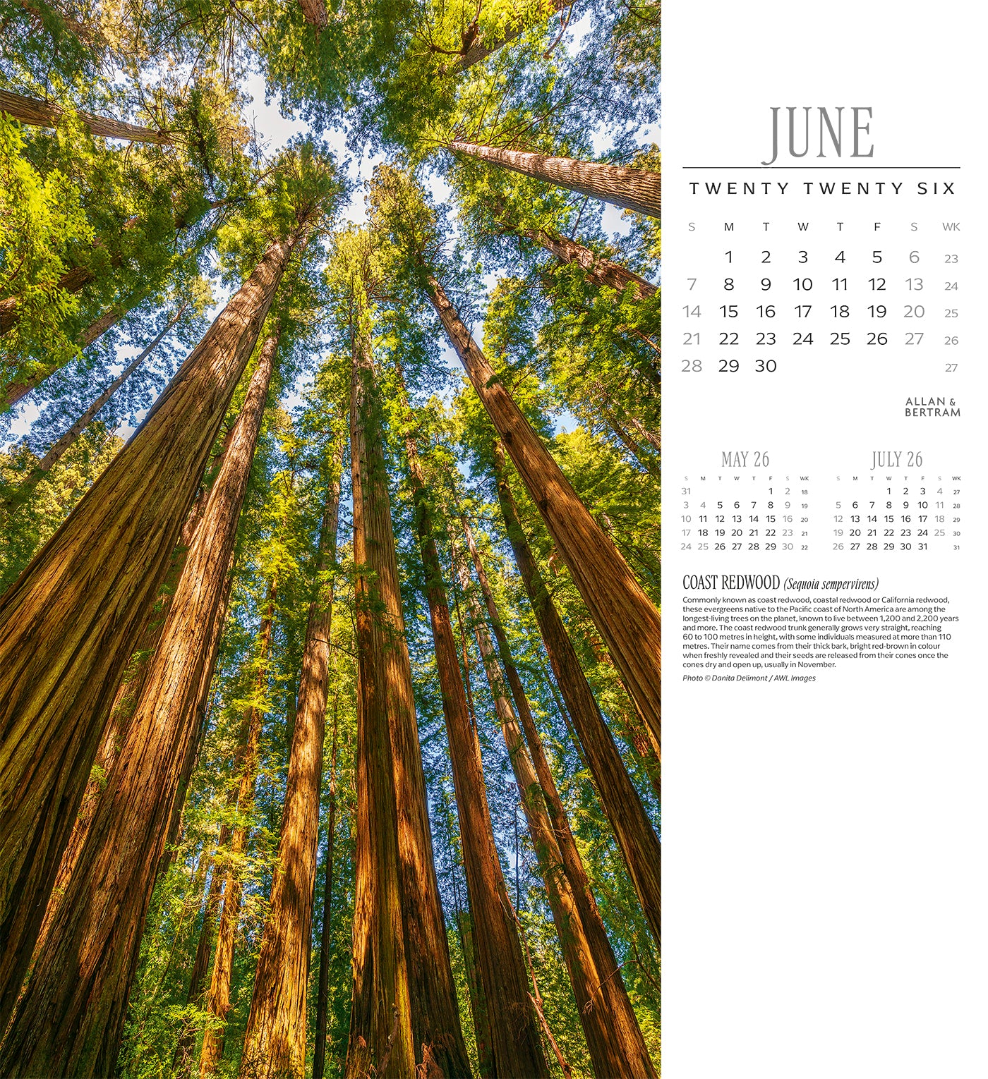 Trees Wall Calendar