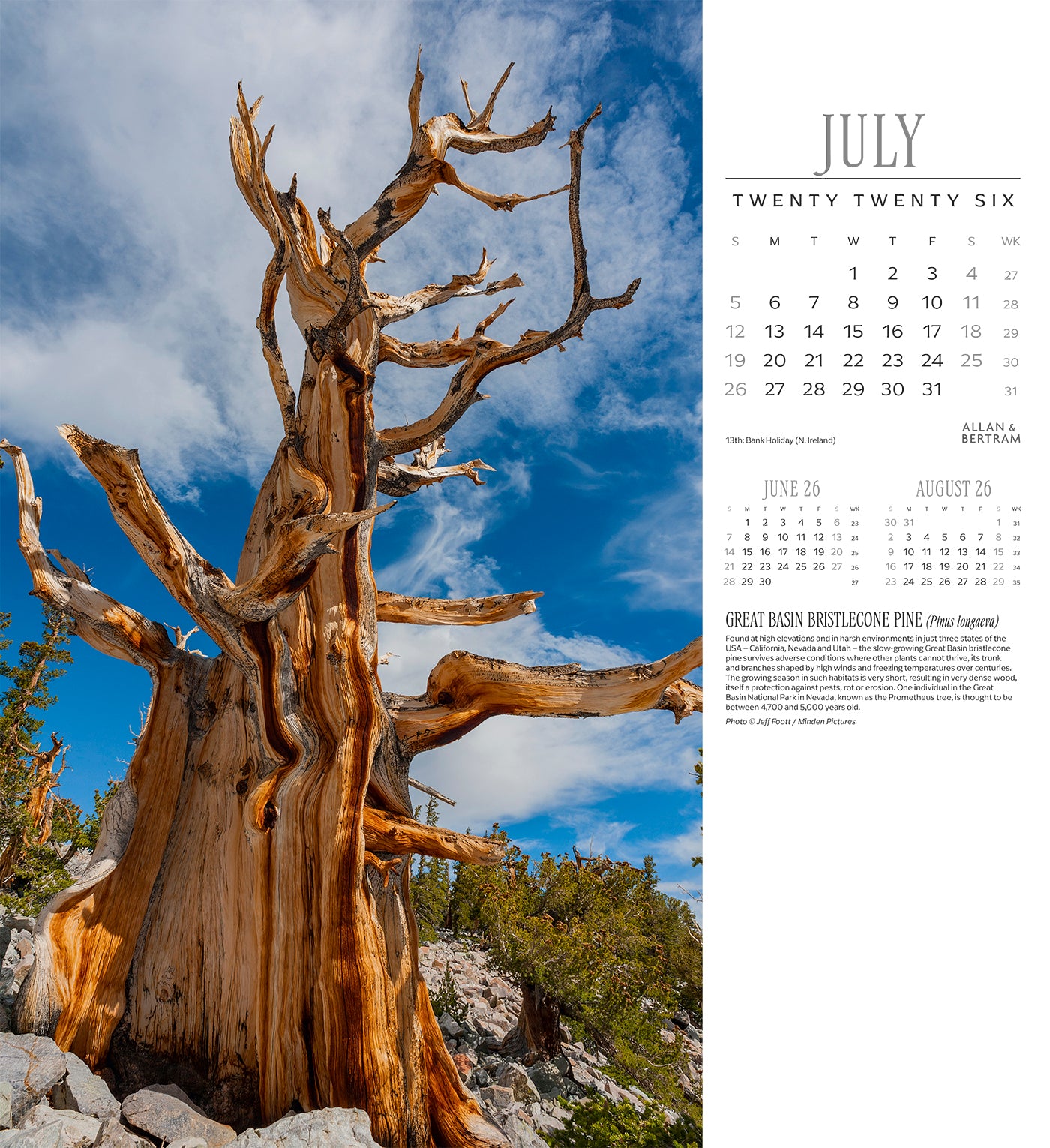 Trees Wall Calendar