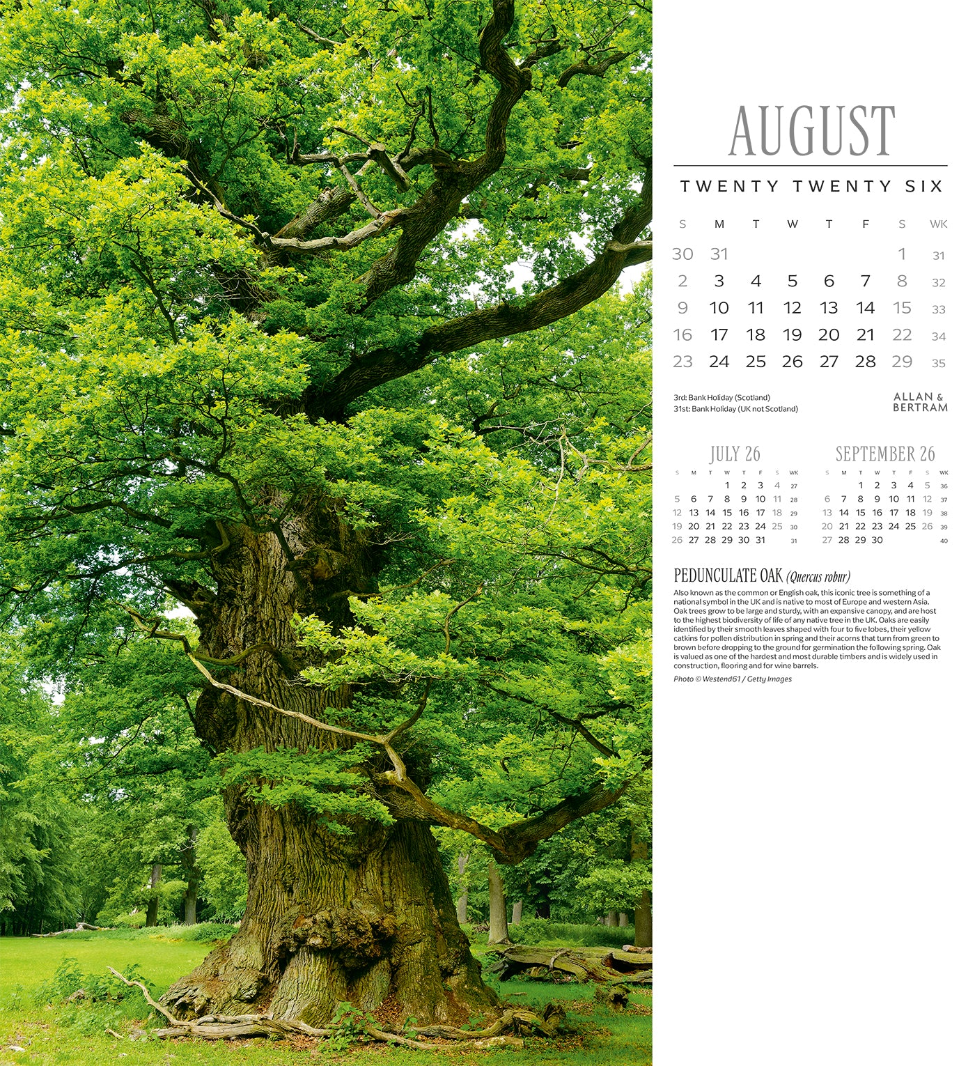 Trees Wall Calendar