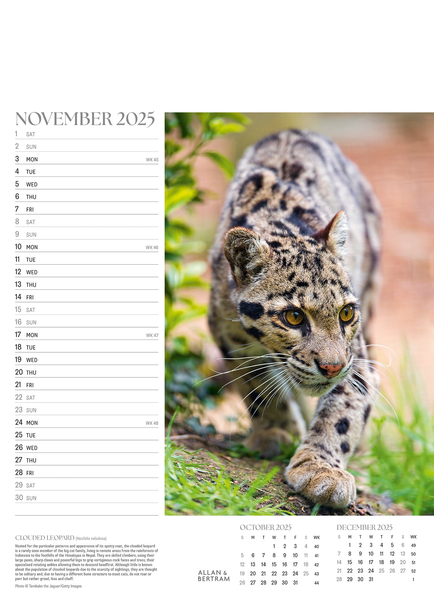 Face to Face Junior Wall Calendar