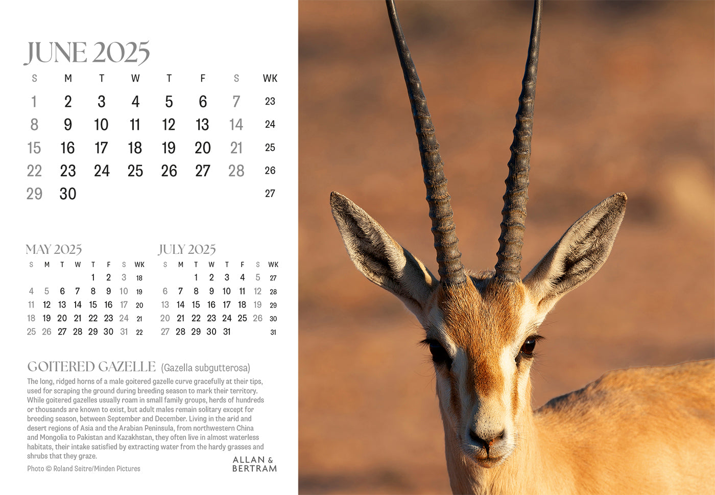 Face to Face Midi Desk Calendar