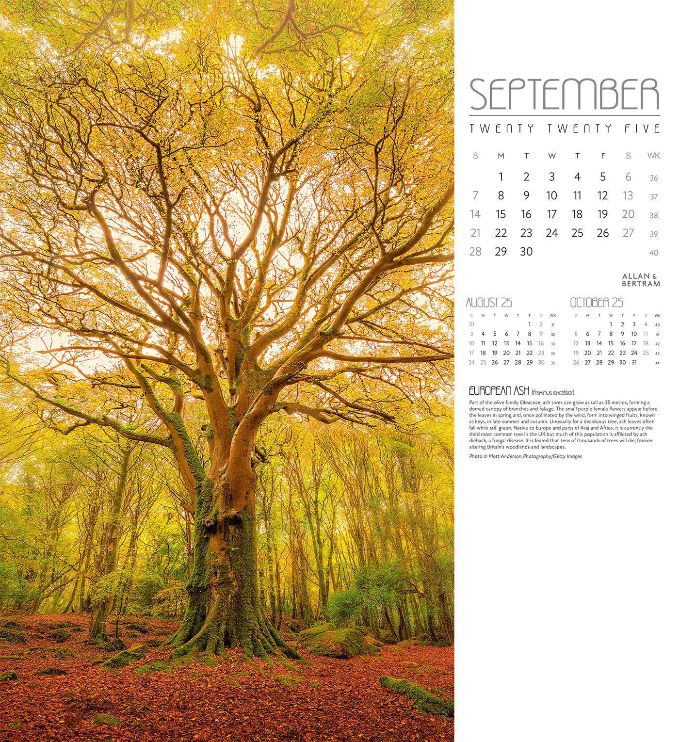 Trees Wall Calendar