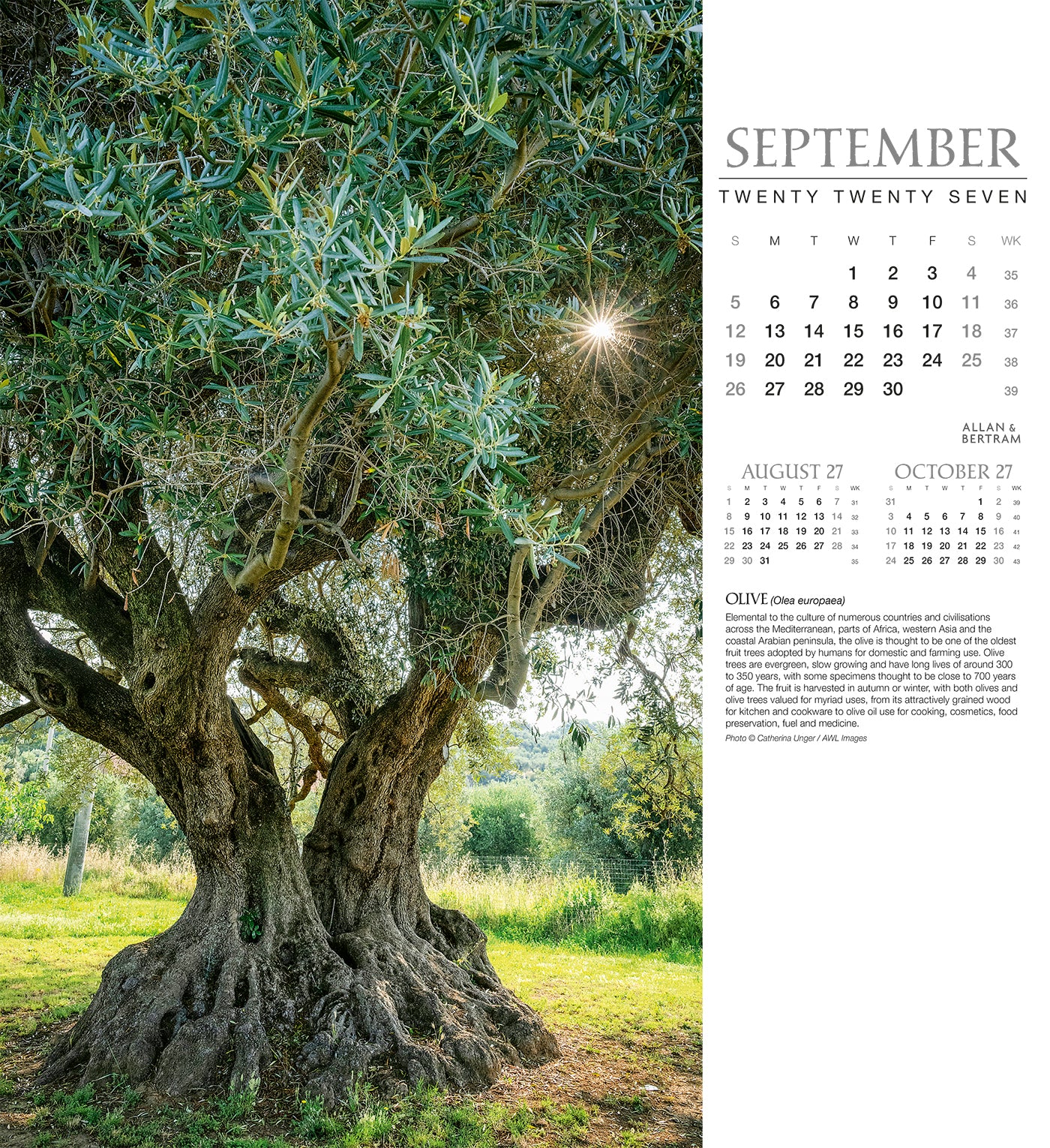 Trees Wall Calendar