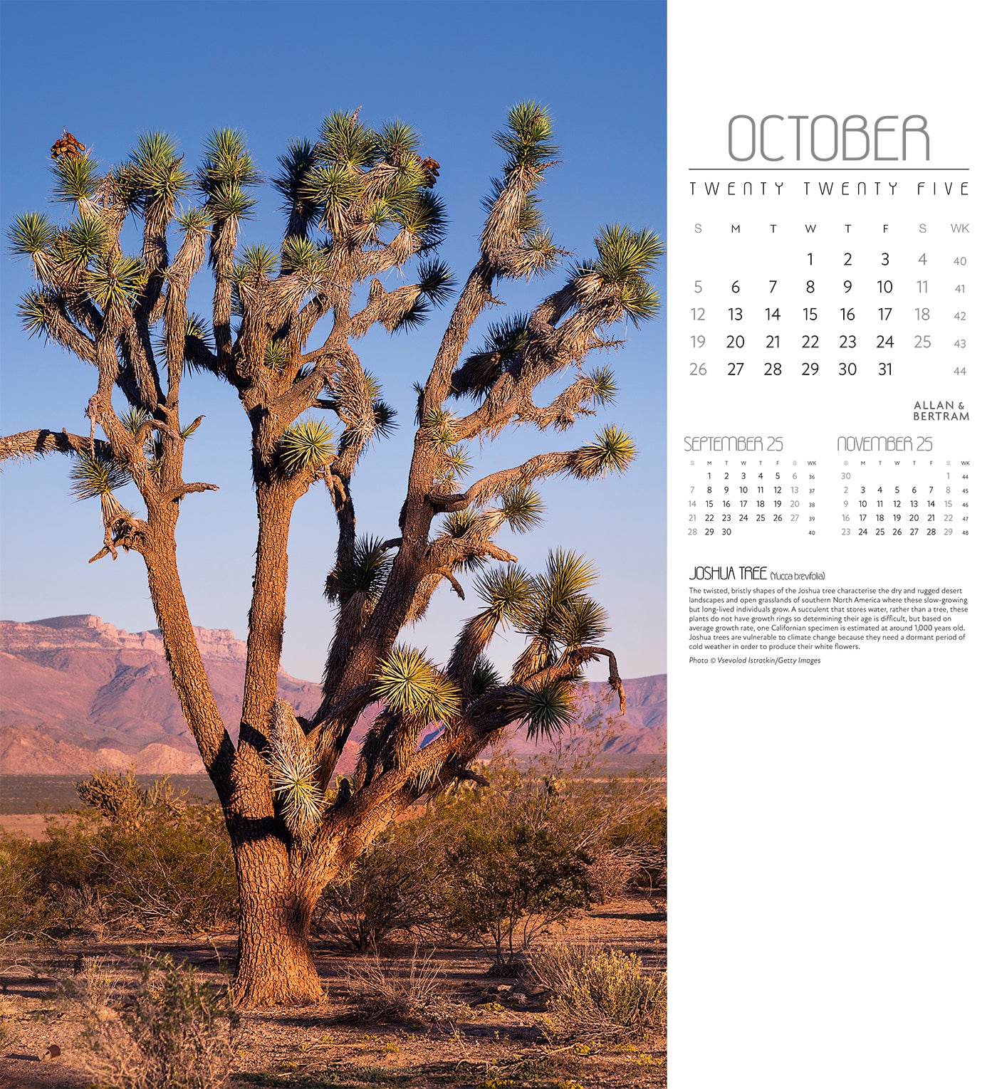 Trees Wall Calendar