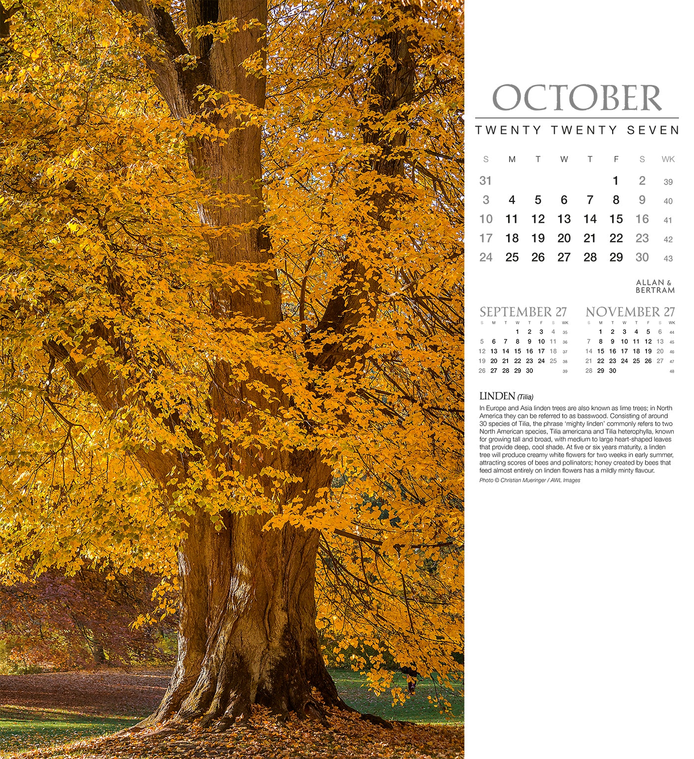 Trees Wall Calendar