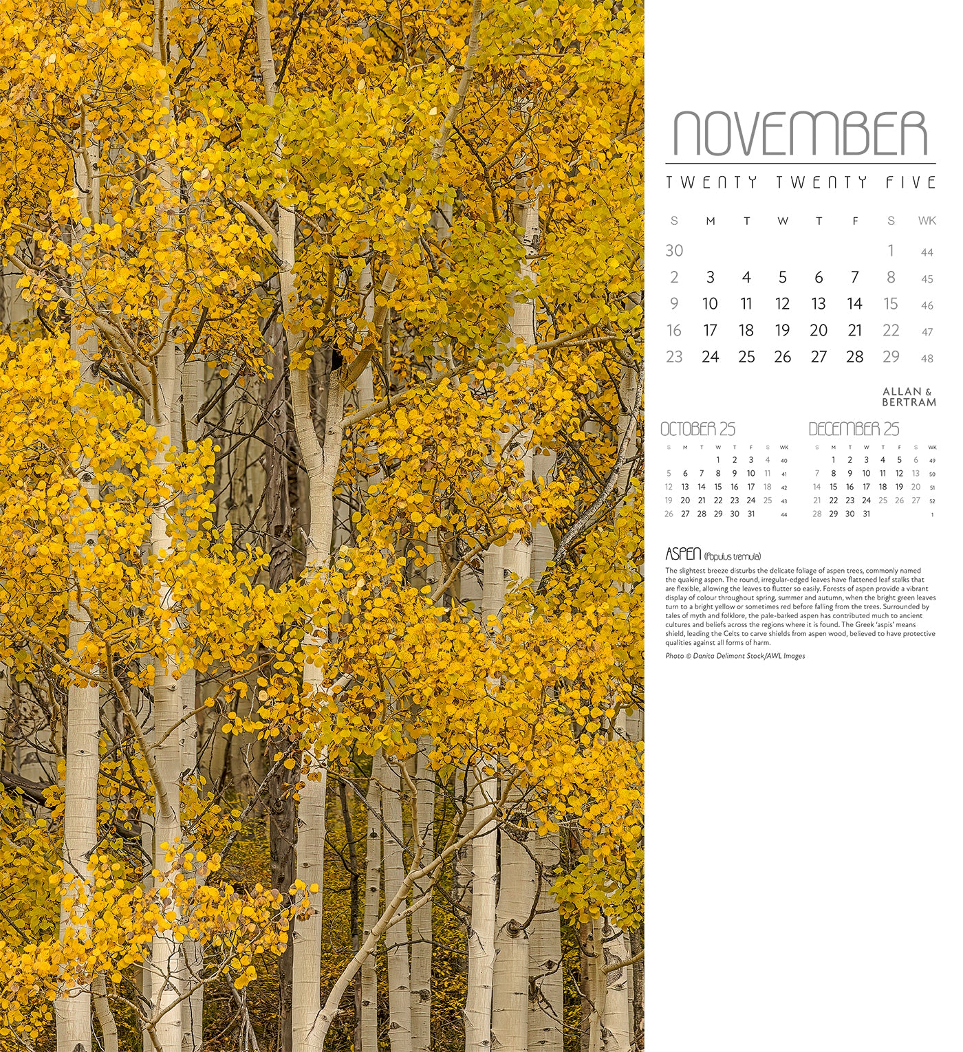 Trees Wall Calendar