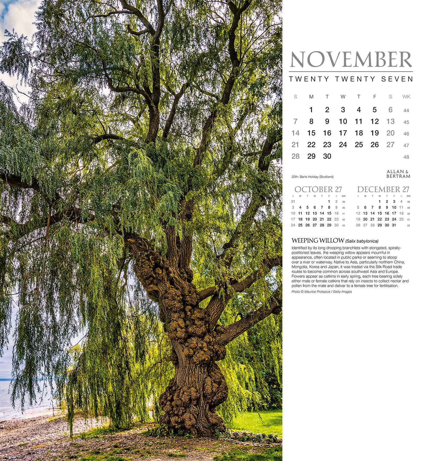 Trees Wall Calendar