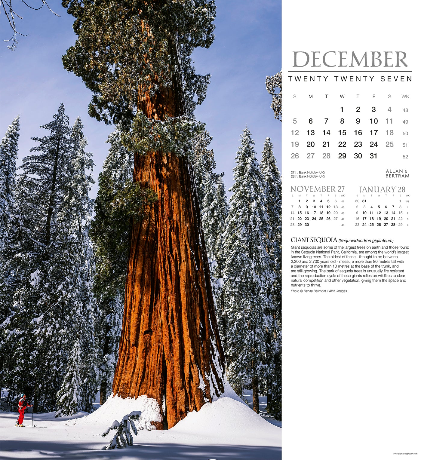 Trees Wall Calendar