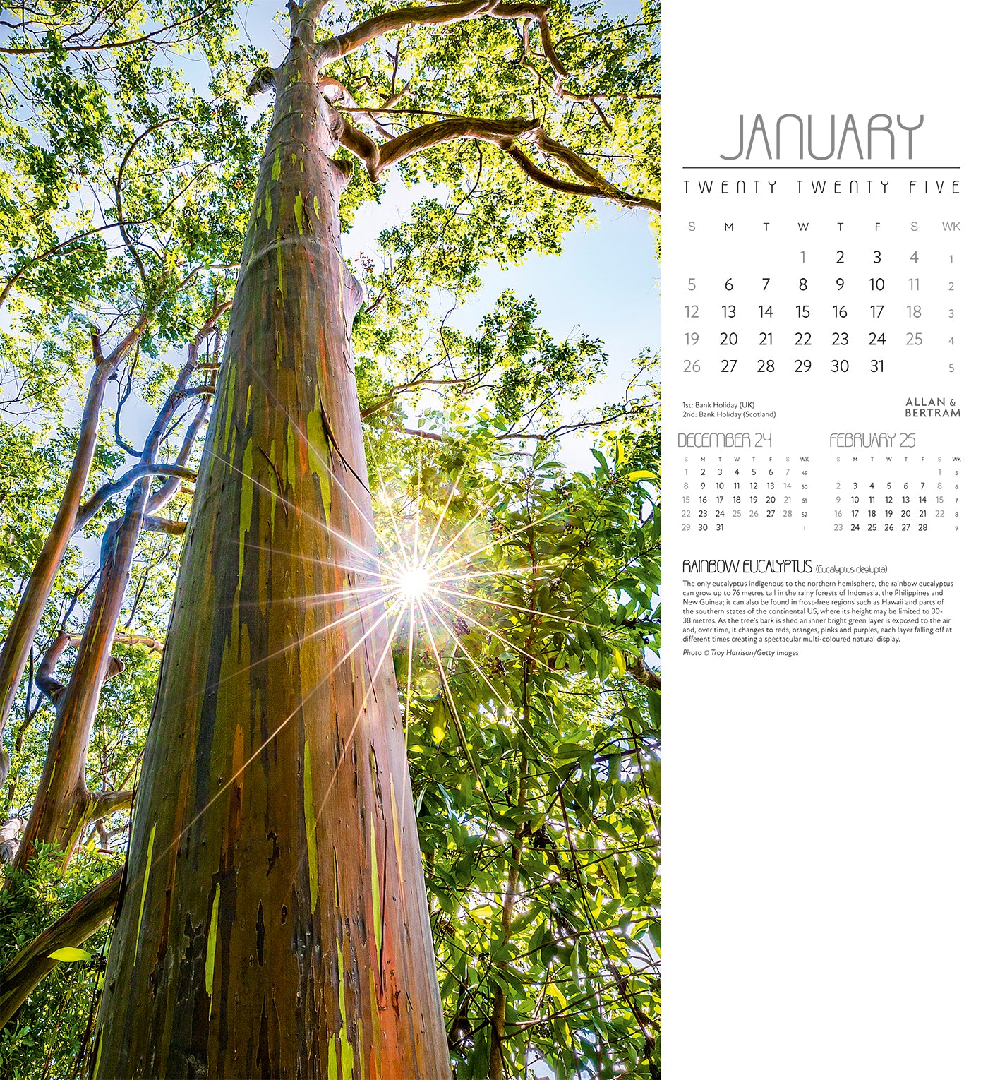 Trees Wall Calendar