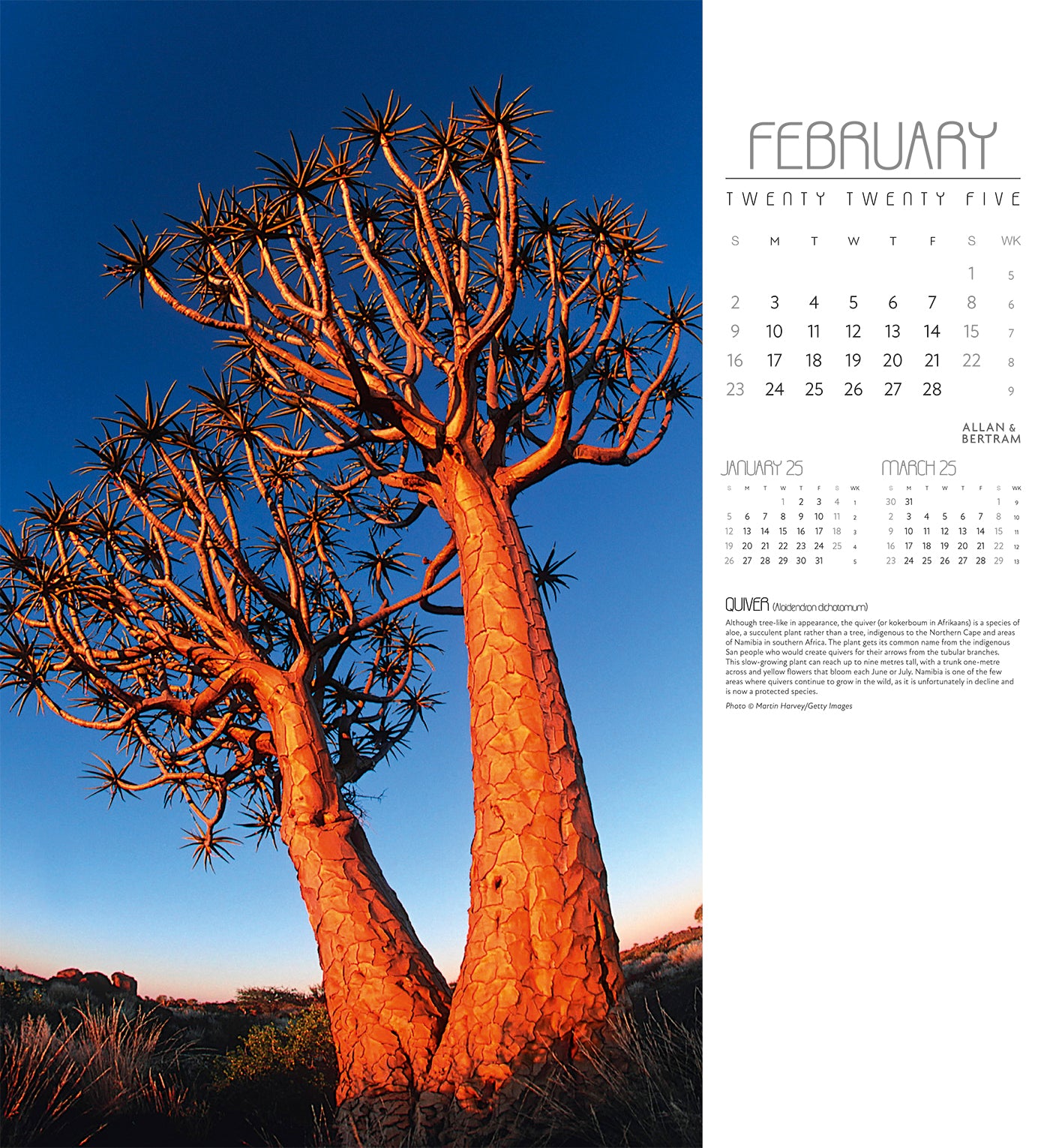 Trees Wall Calendar