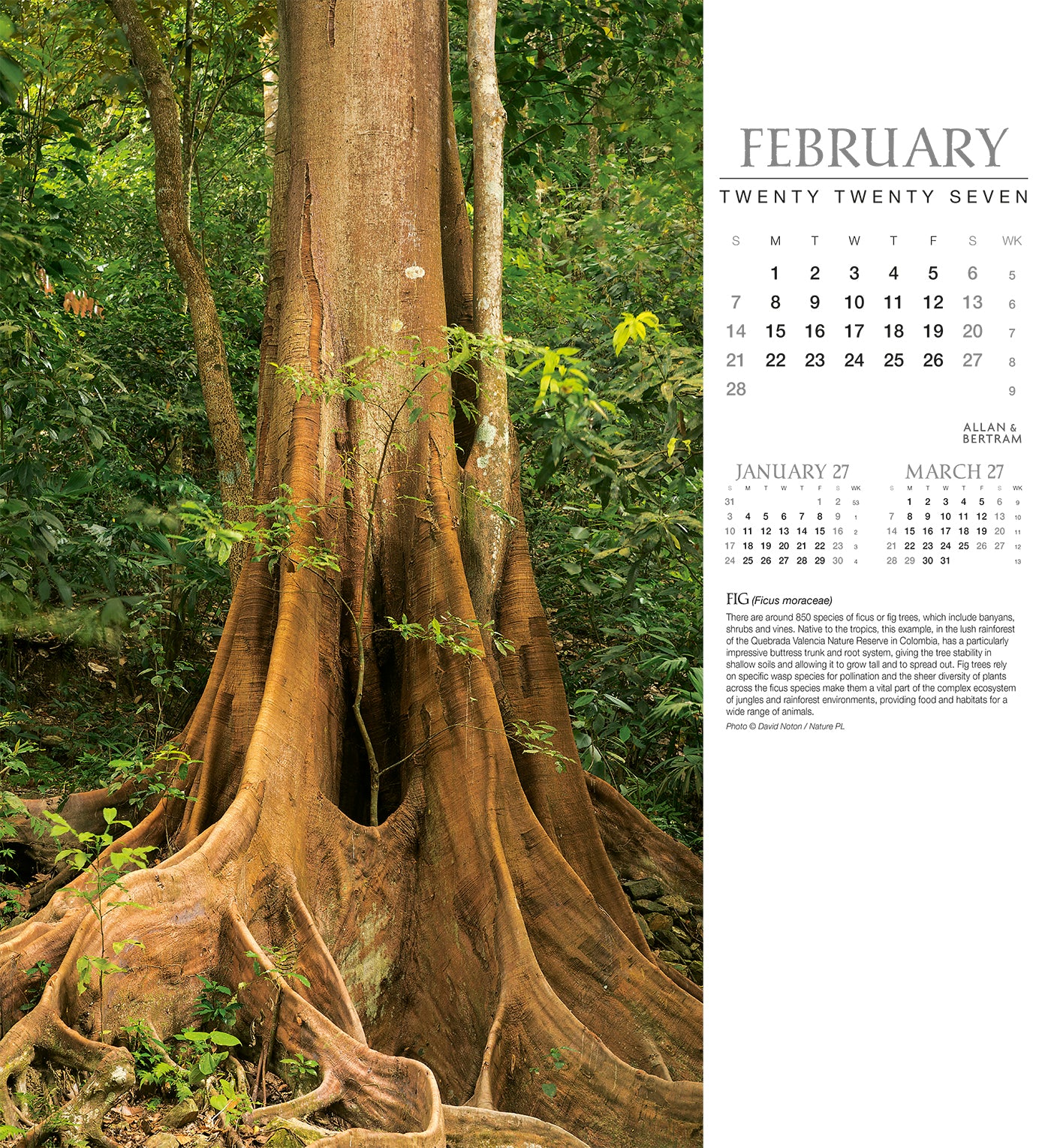 Trees Wall Calendar