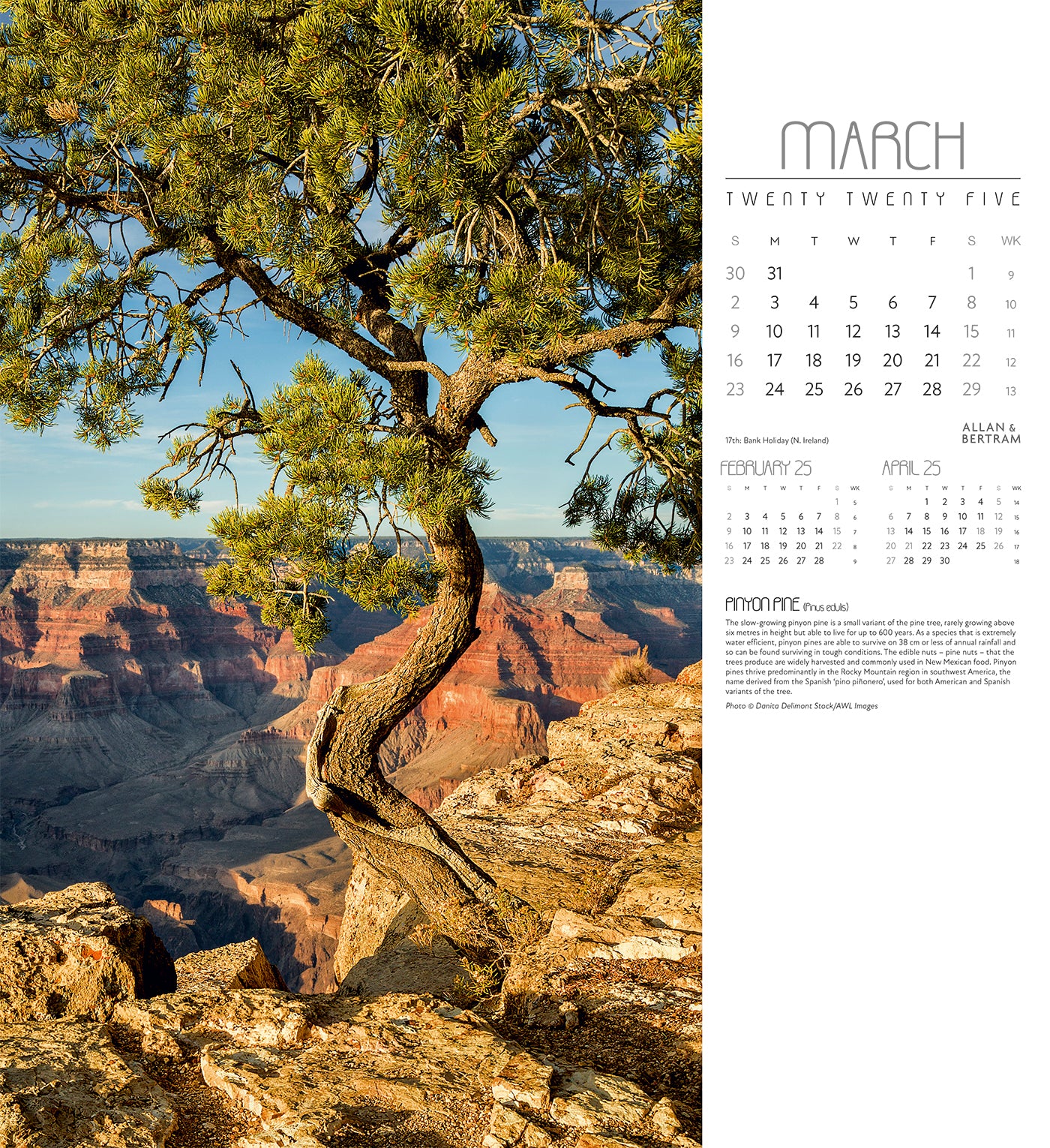 Trees Wall Calendar