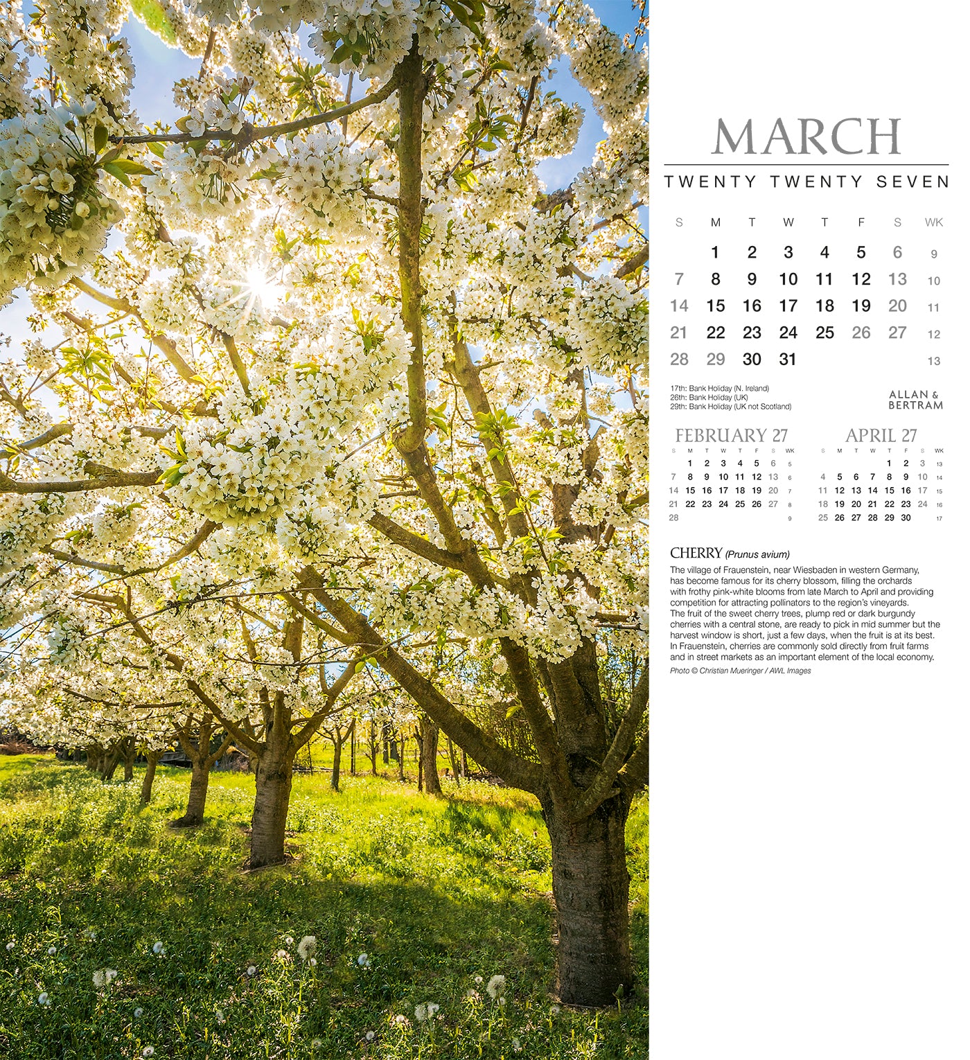 Trees Wall Calendar