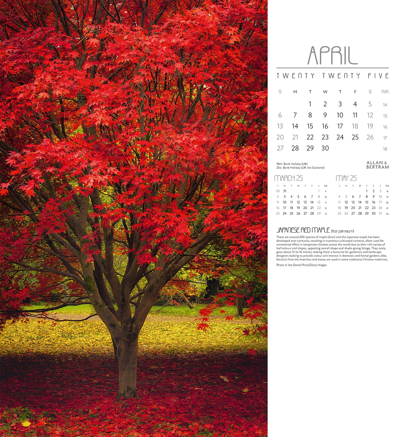 Trees Wall Calendar