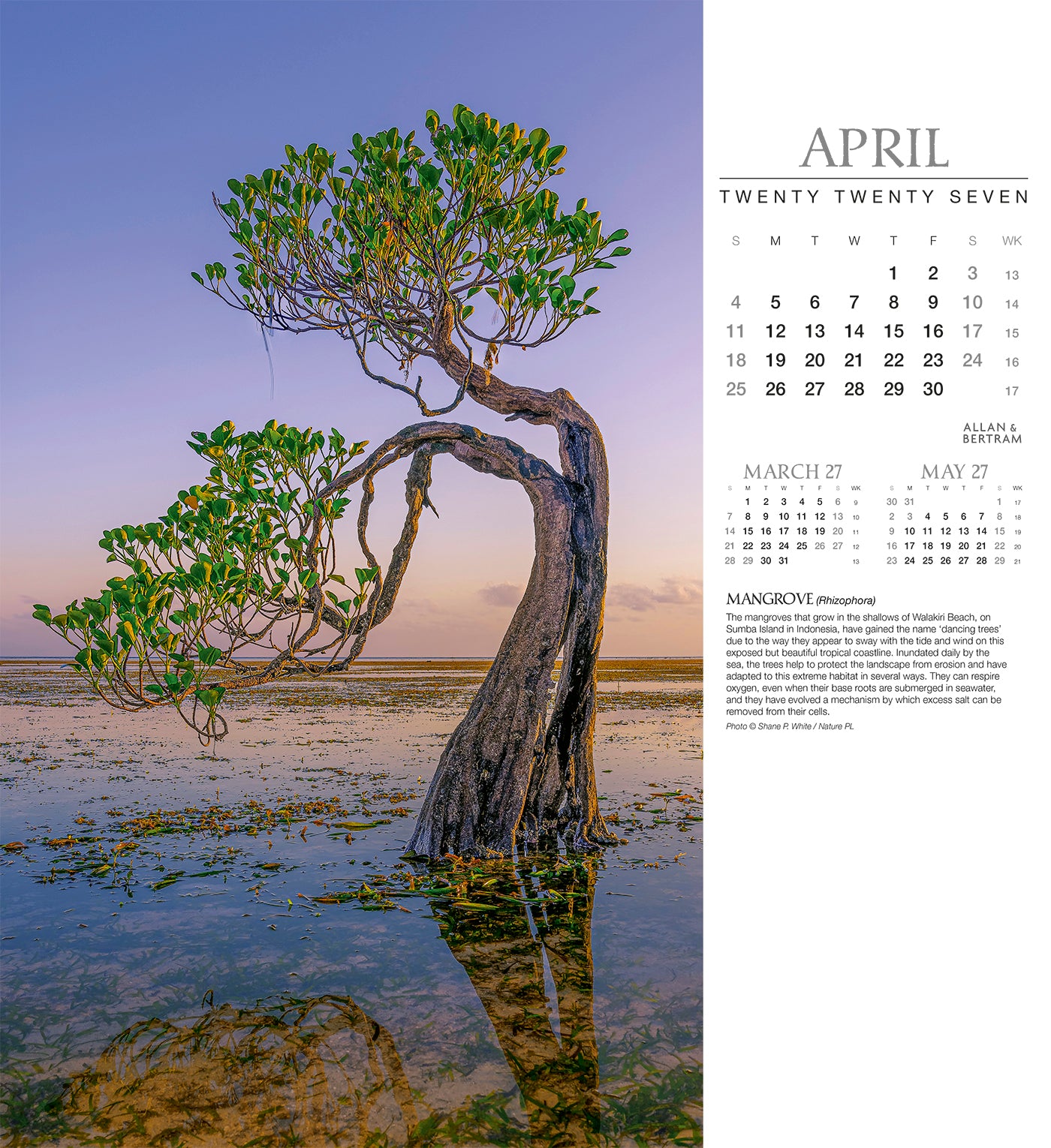 Trees Wall Calendar