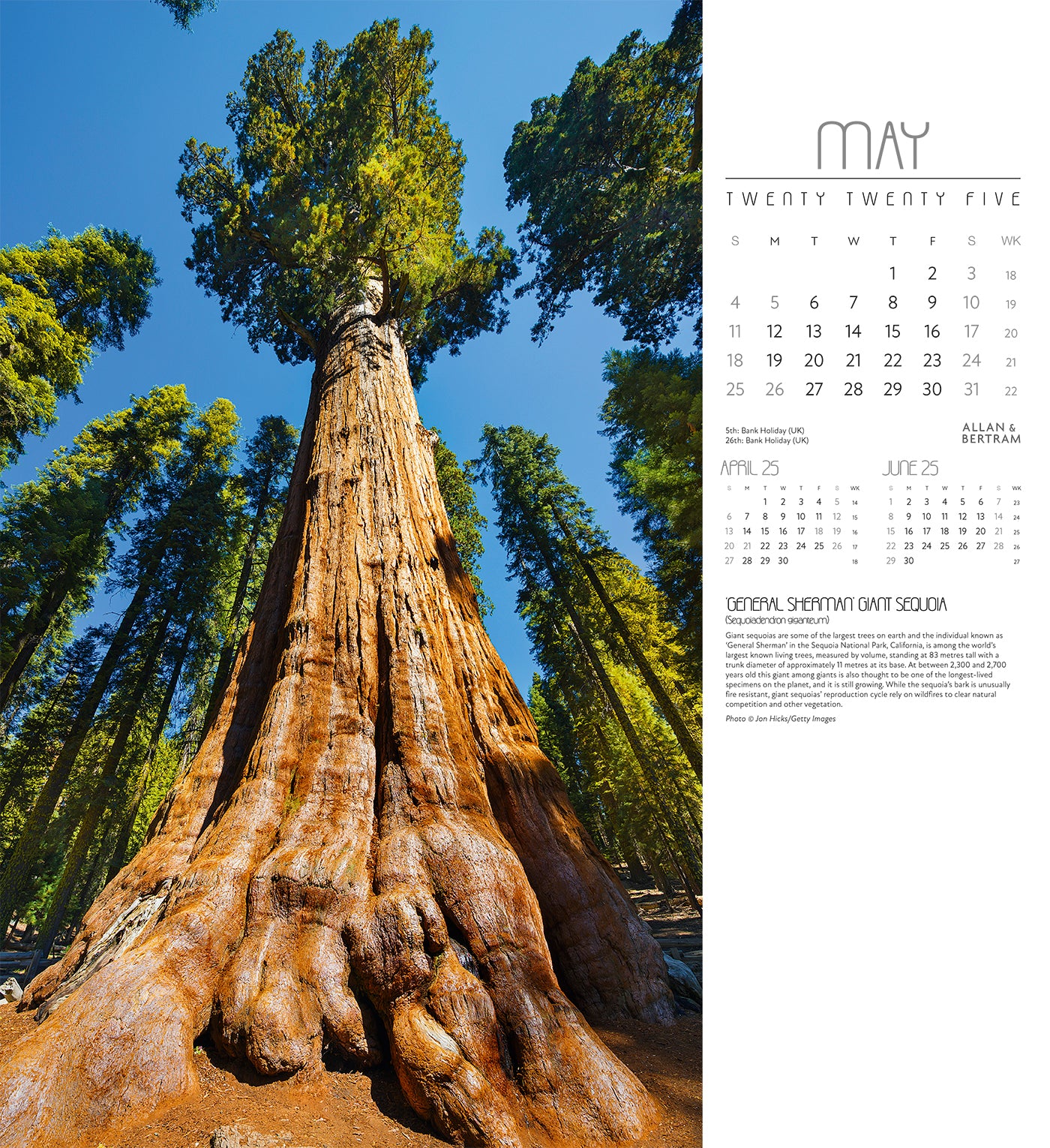 Trees Wall Calendar