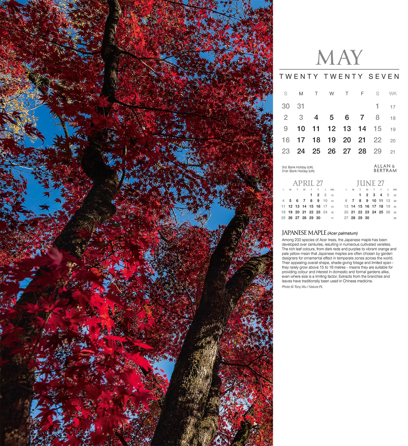 Trees Wall Calendar