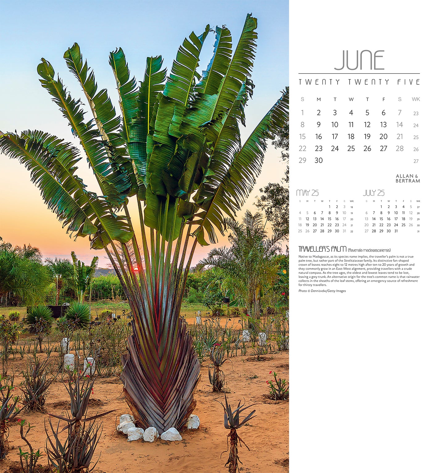 Trees Wall Calendar