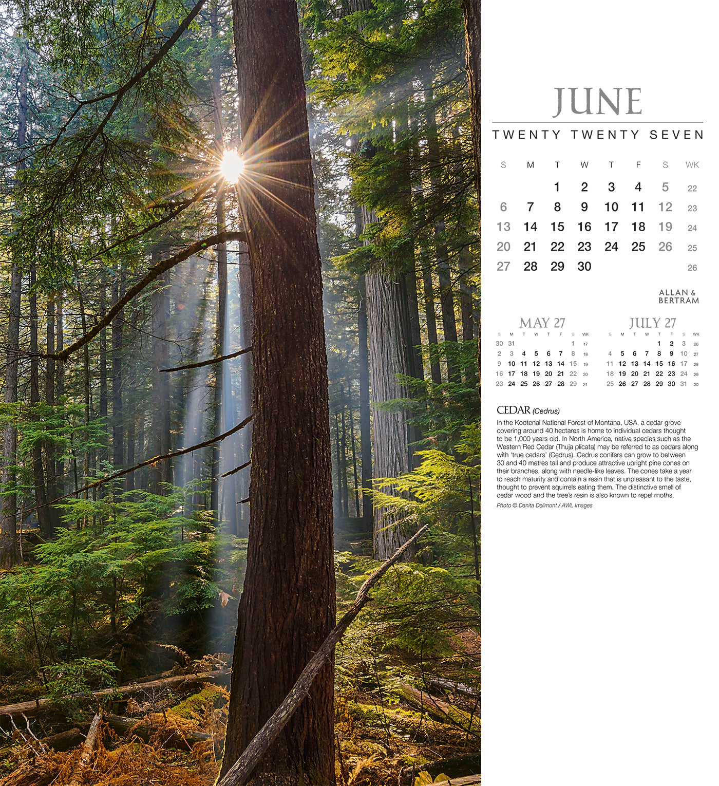 Trees Wall Calendar