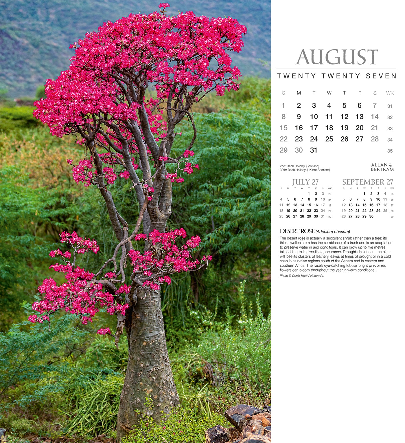 Trees Wall Calendar