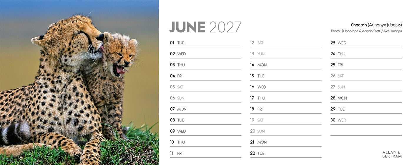 World Appeal Desk Calendar